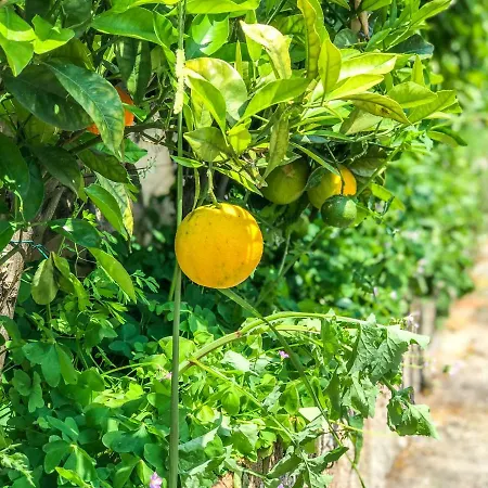 Toscano Pietrasanta